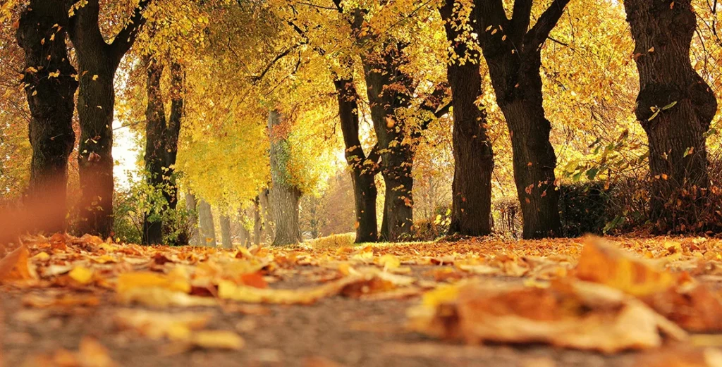 Trees and leaves on autumn seasonal