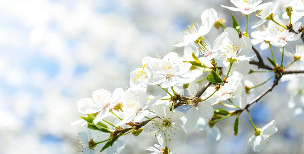 Flowers on spring season